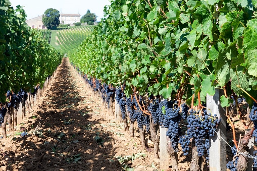 Weinreisen durch Bordeaux - Frankreich