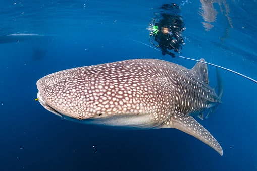 Whale watching Reisen Thailand