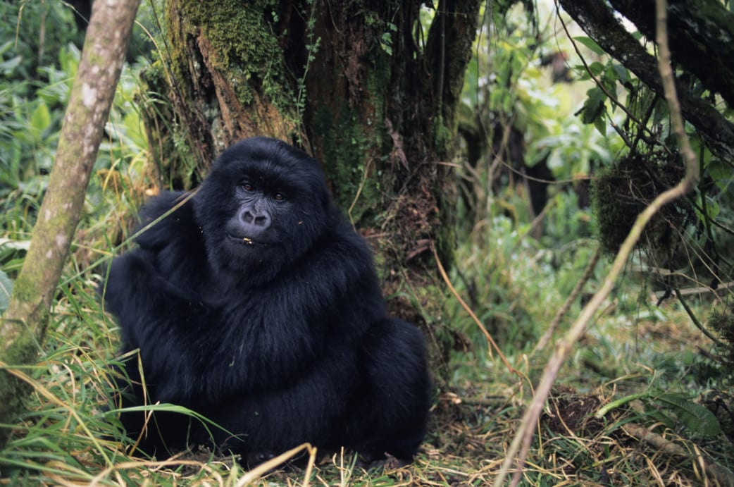 Uganda Gorilla Trekking