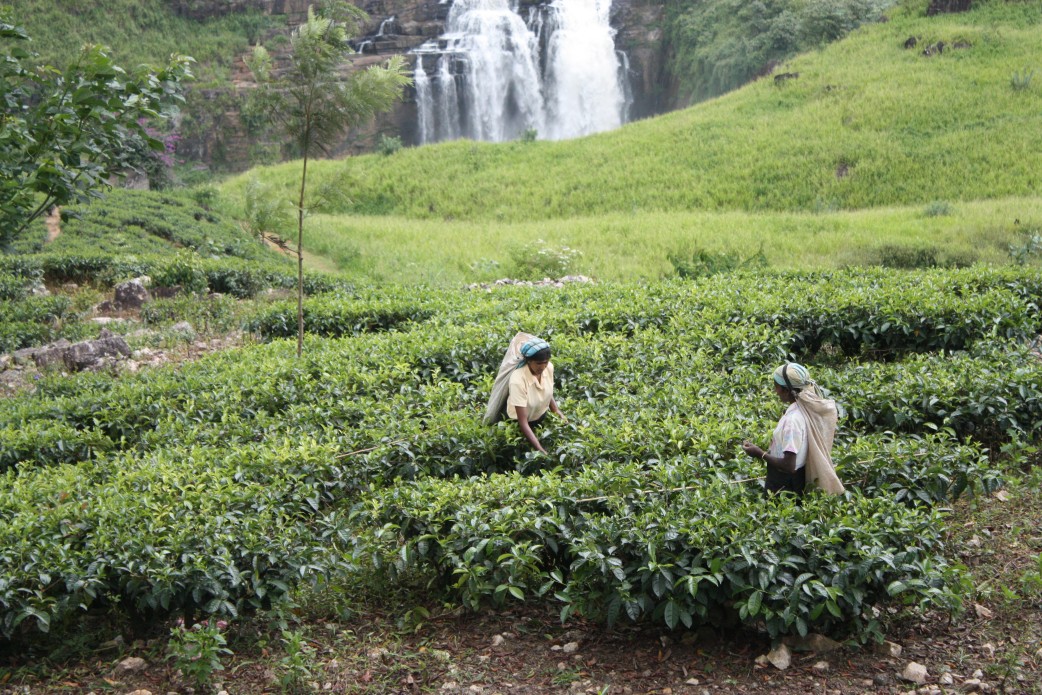 Teepfluekerin Sri Lanka